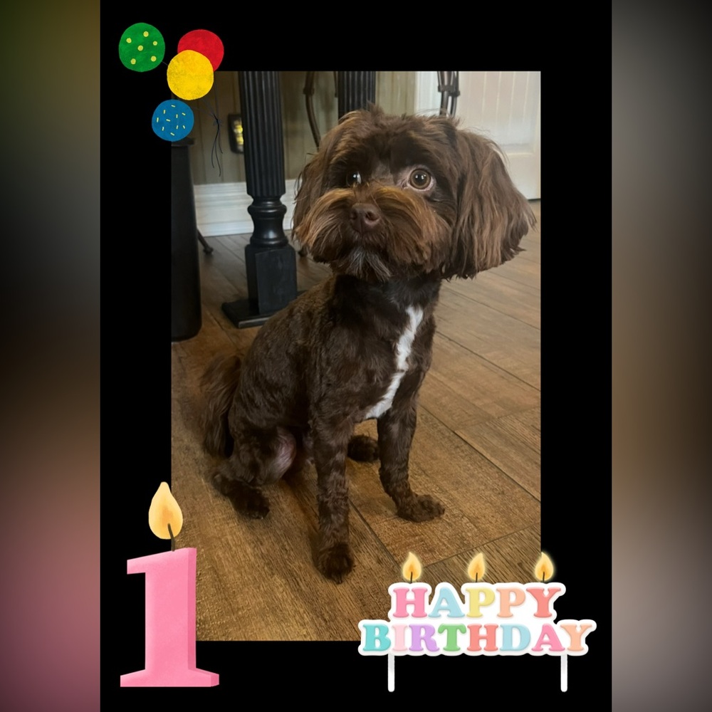 Happy 1st Birthday Pookie!